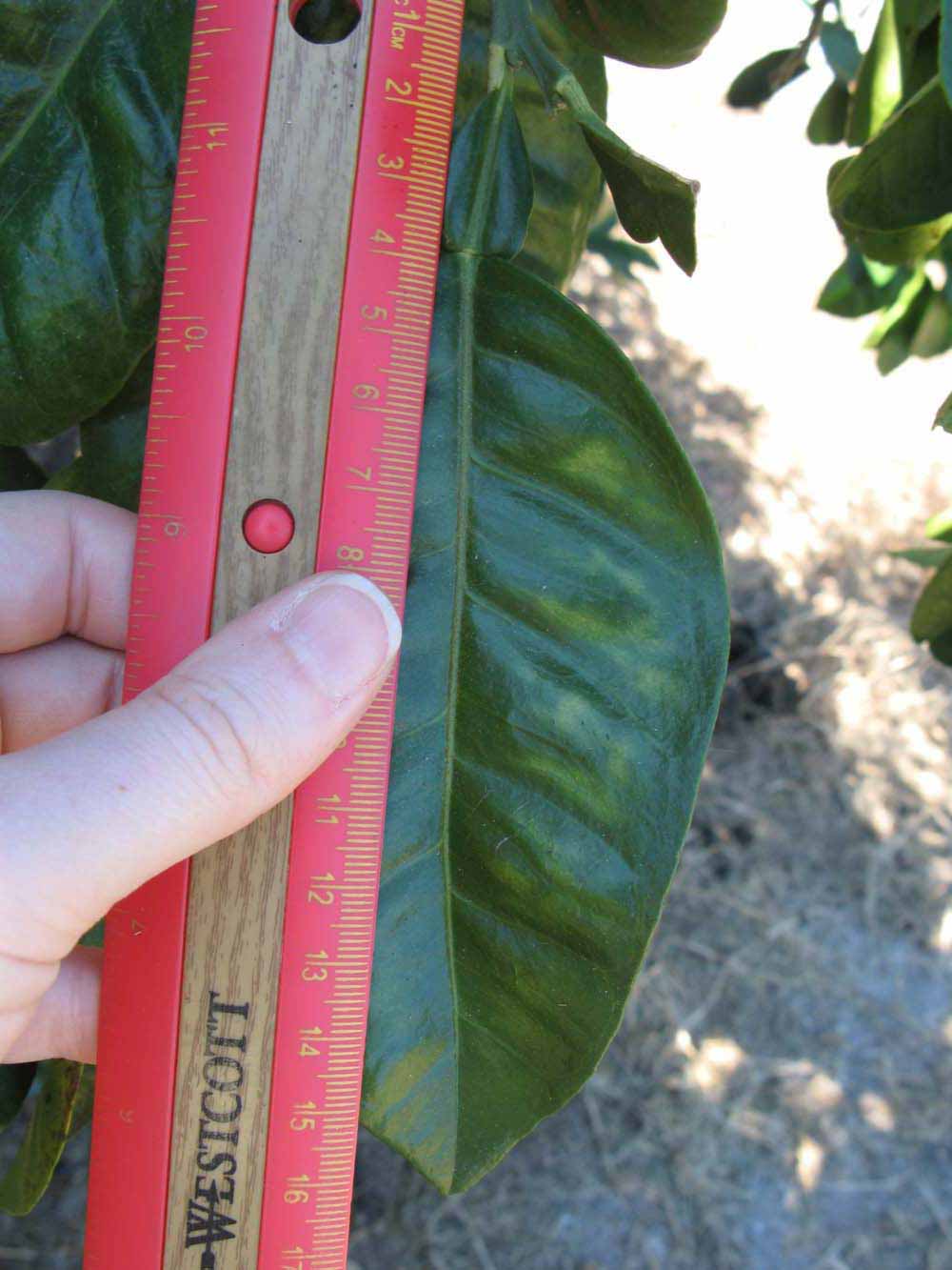              Unifoliolate leaf (Winter Haven, FL)       